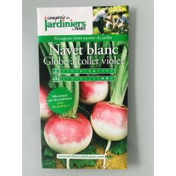 Navet blanc à collet violet