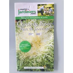 Chicorée frisée 