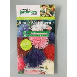 Reine Marguerite variée