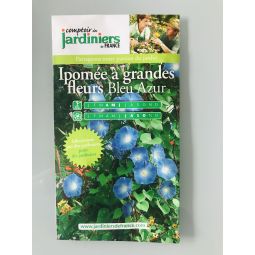 Ipomée à grandes fleurs