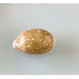 Bouton coquillage porcelaine